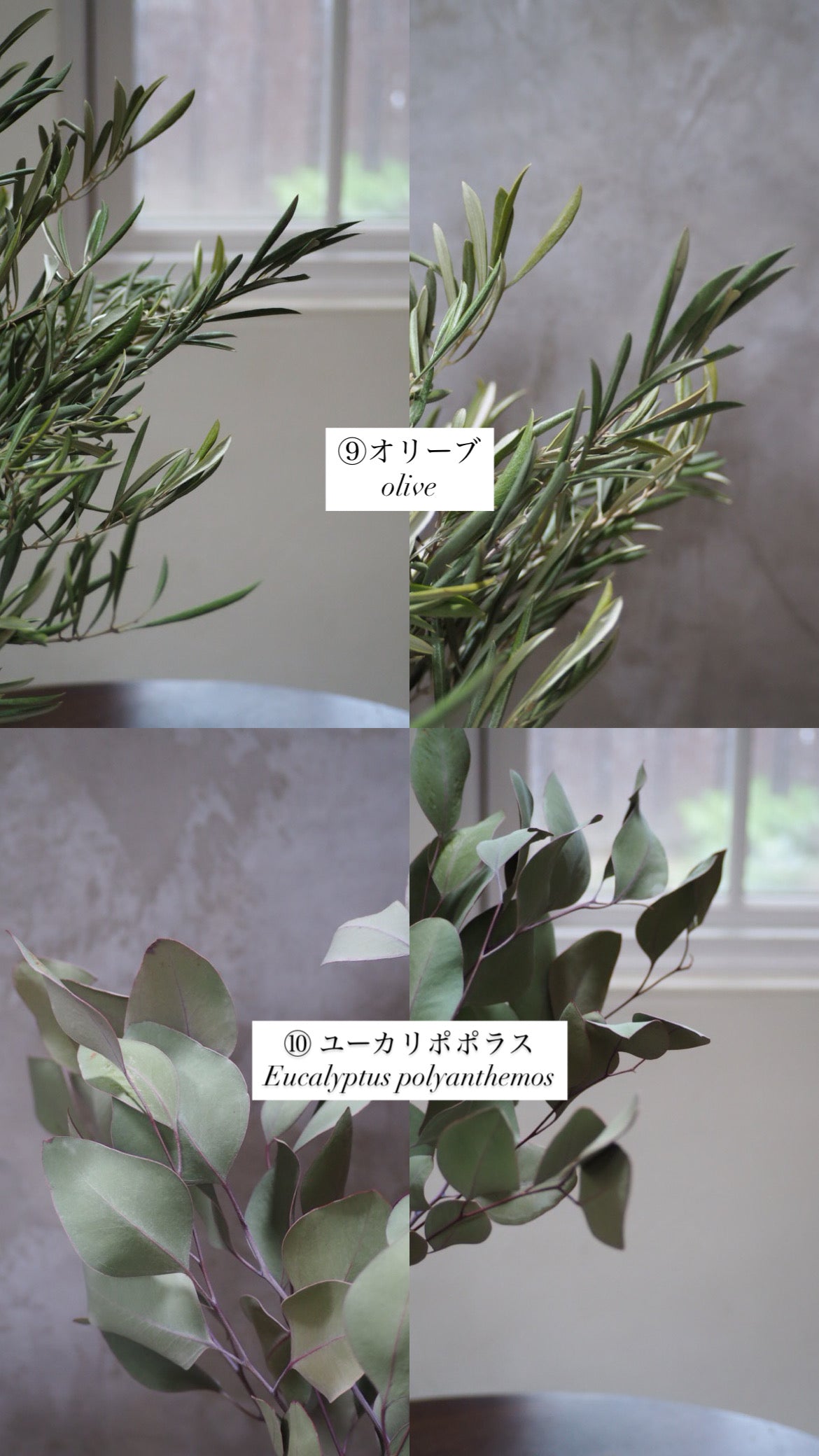 dry flower swag『花材セット』 再販