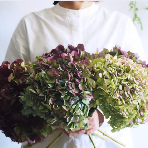 ドライフラワーに向いている花材５選！！ - yuzuhanana